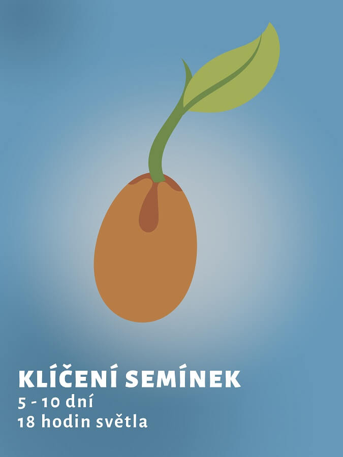 seminka konopi kliceni